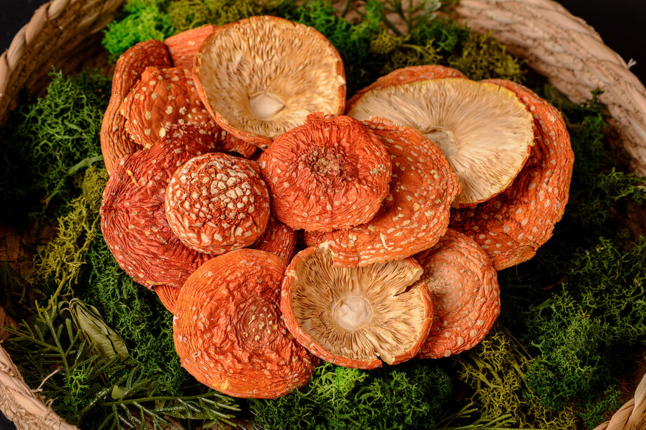 Red Fly Agaric For Sale In The Lithuania Microdosing Of Amanita Muscaria