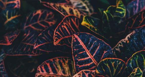 Banzi Skateboards logo