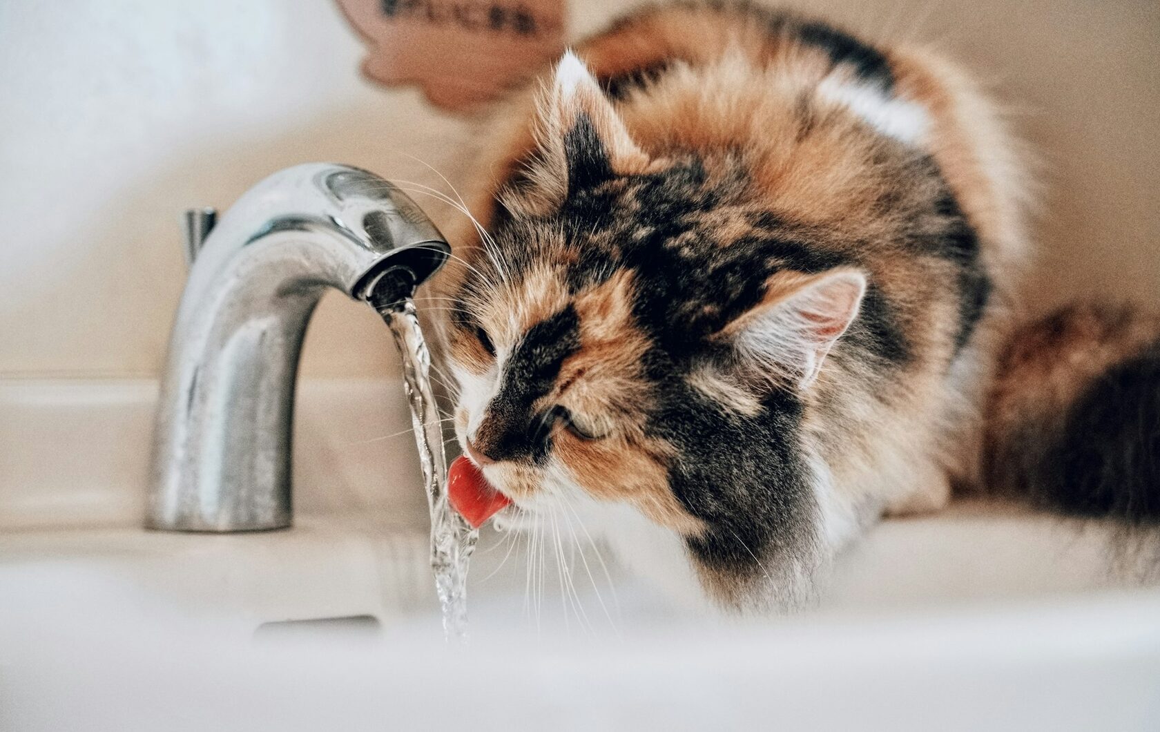 The image shows a cat drinking tap water, highlighting the importance of water quality and how water softeners impact health and drinking water safety
