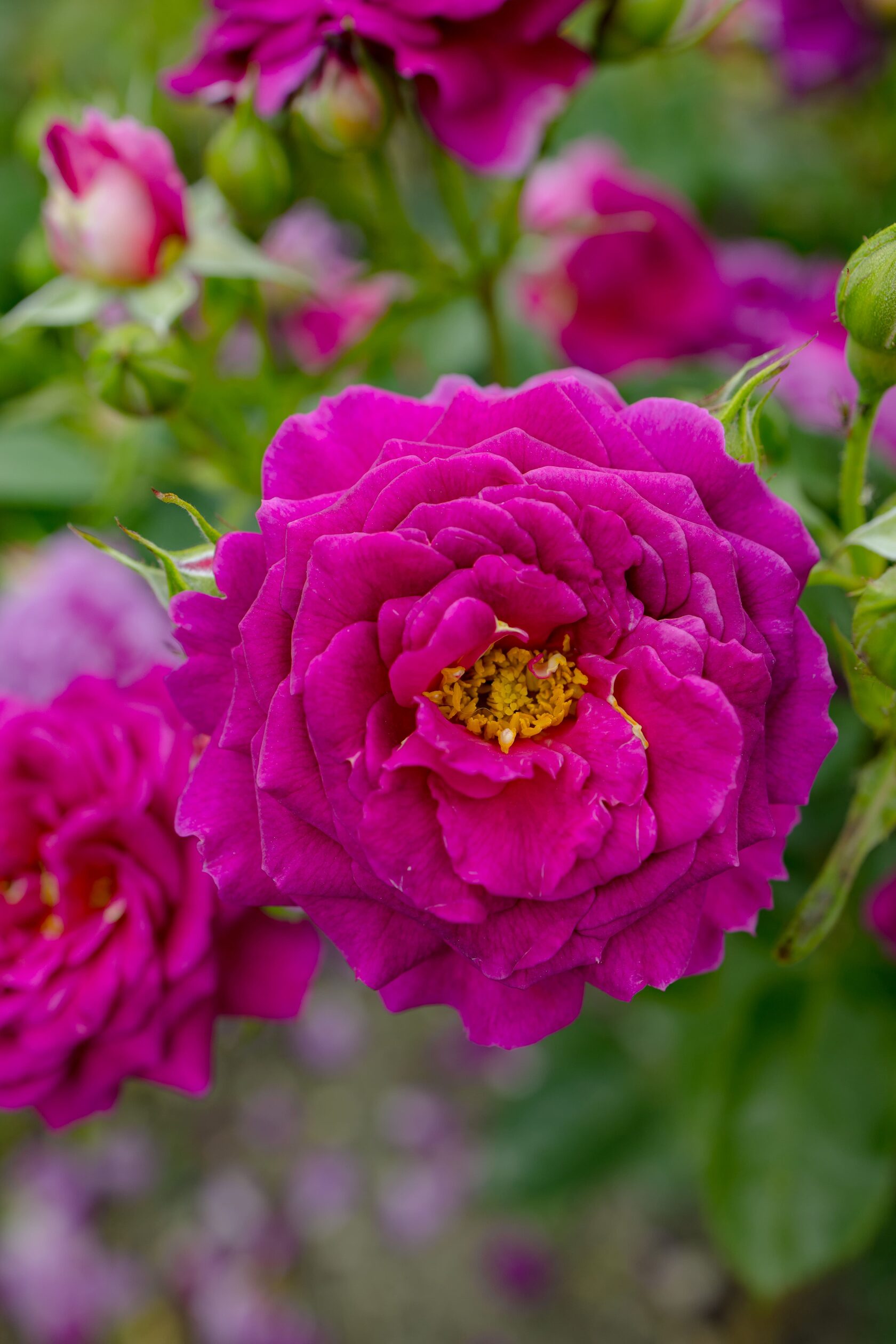 Violeta Roses Саженцы роз