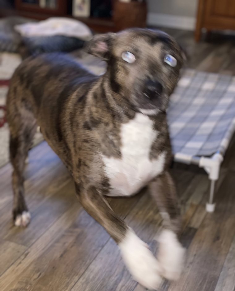 Blurry photo of a dog