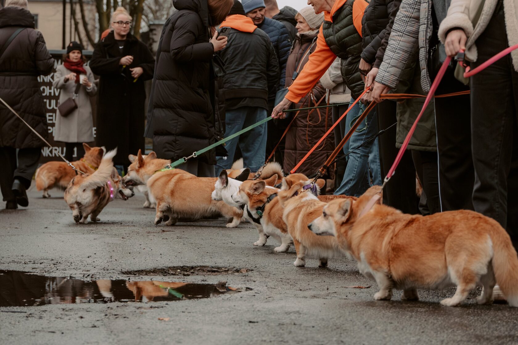 A line of corgis on leads with their people at Corgi Fest Tallinn