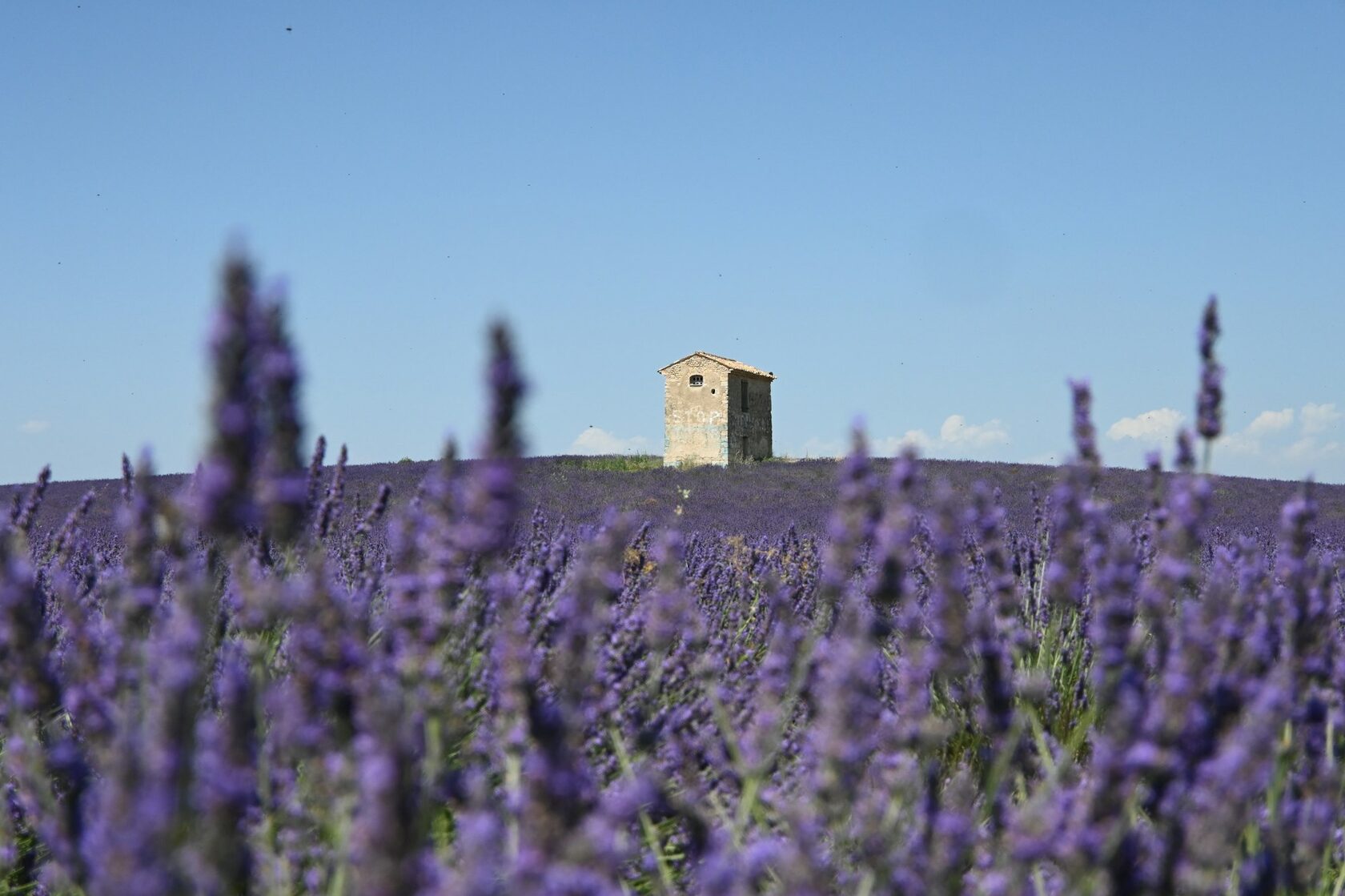 Rows of purple lavender in full bloom leading to an old stone farmhouse in Provence