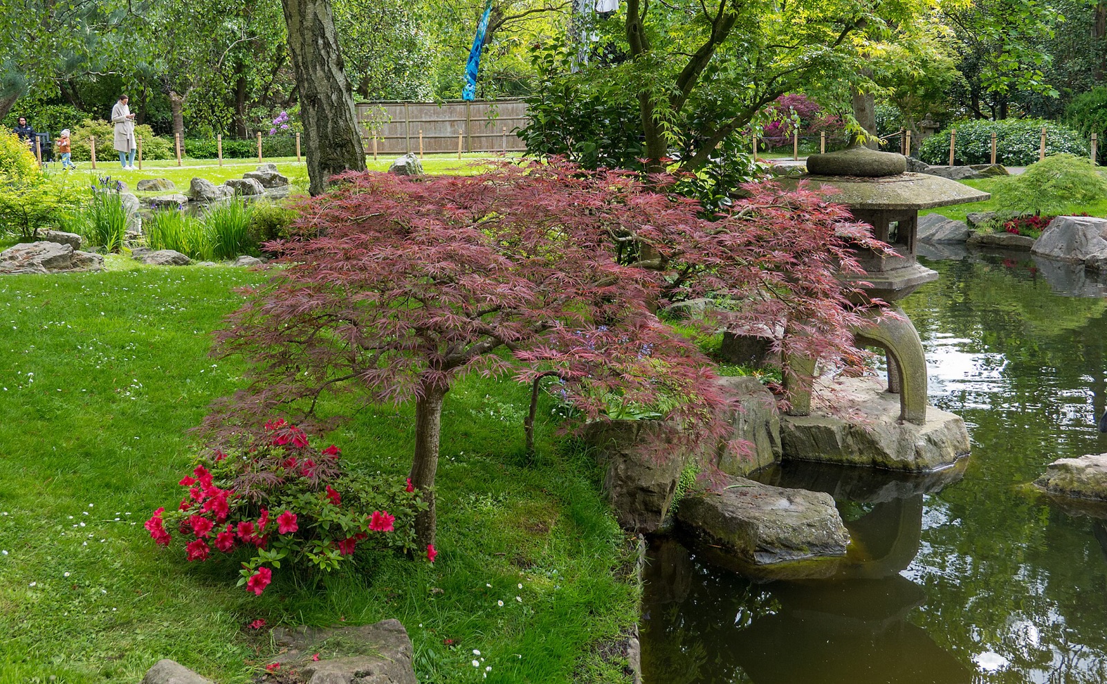 Пруд и клён в Kyoto Garden