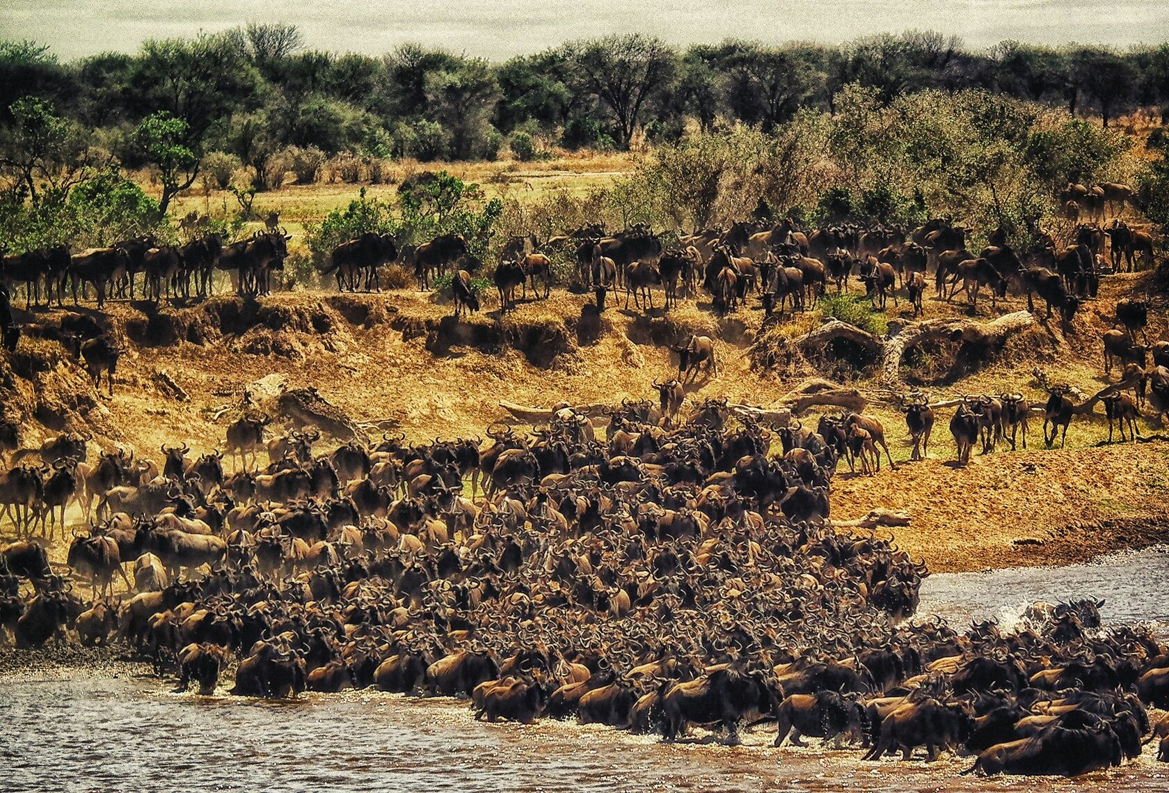 Great Migration in Tanzania