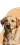 Hellbrauner Hund schaut in die Kamera