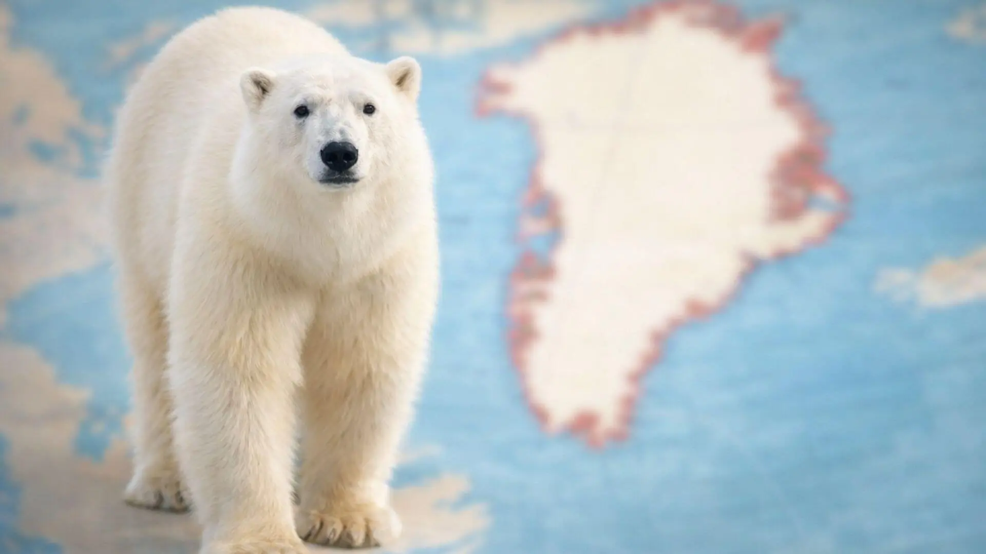 Oso polar mirando a cámara delante de un mapa desenfocado de Groenlandia