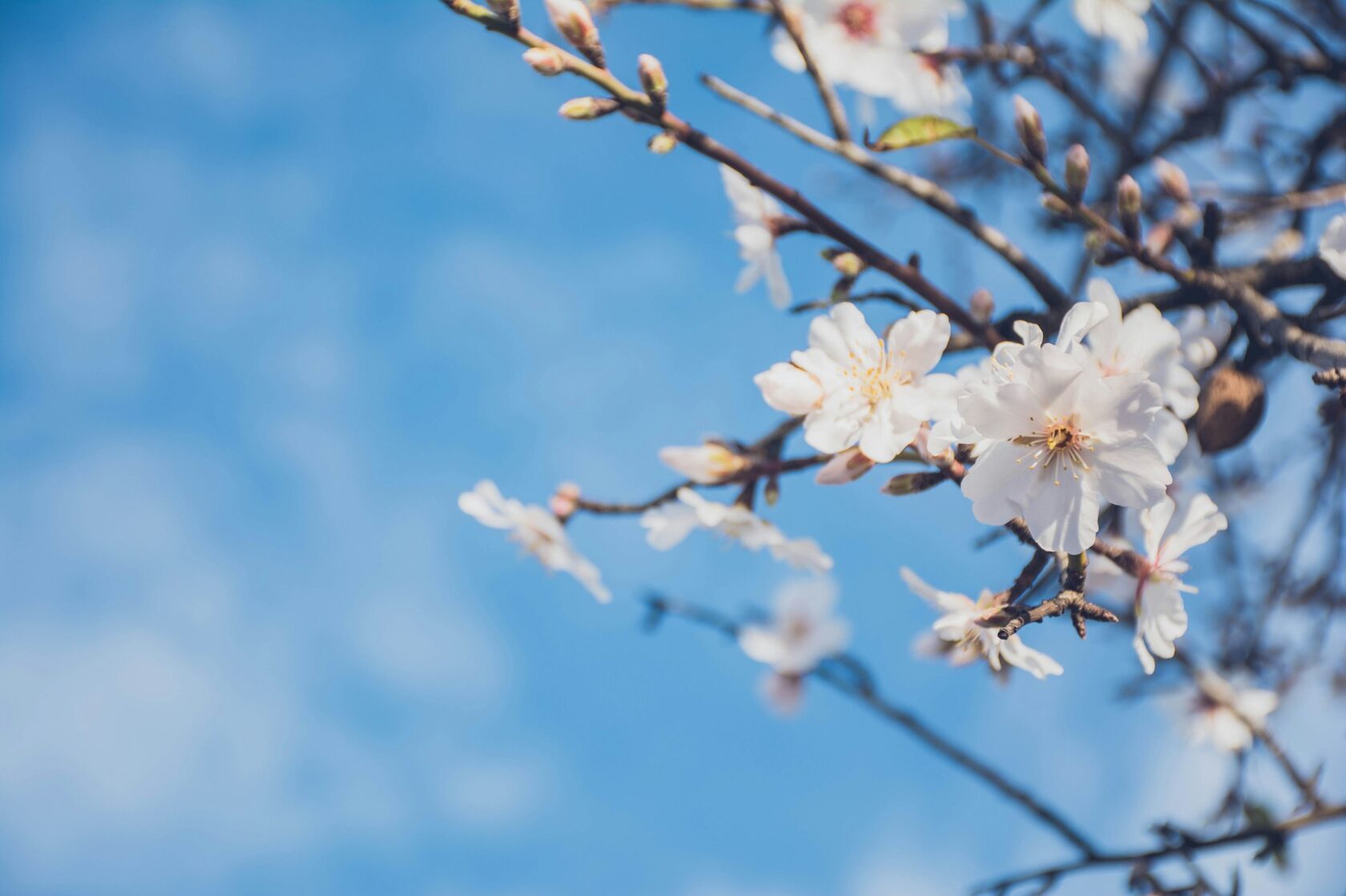 Almond trees in white blossom on a sunny Algarve hillside