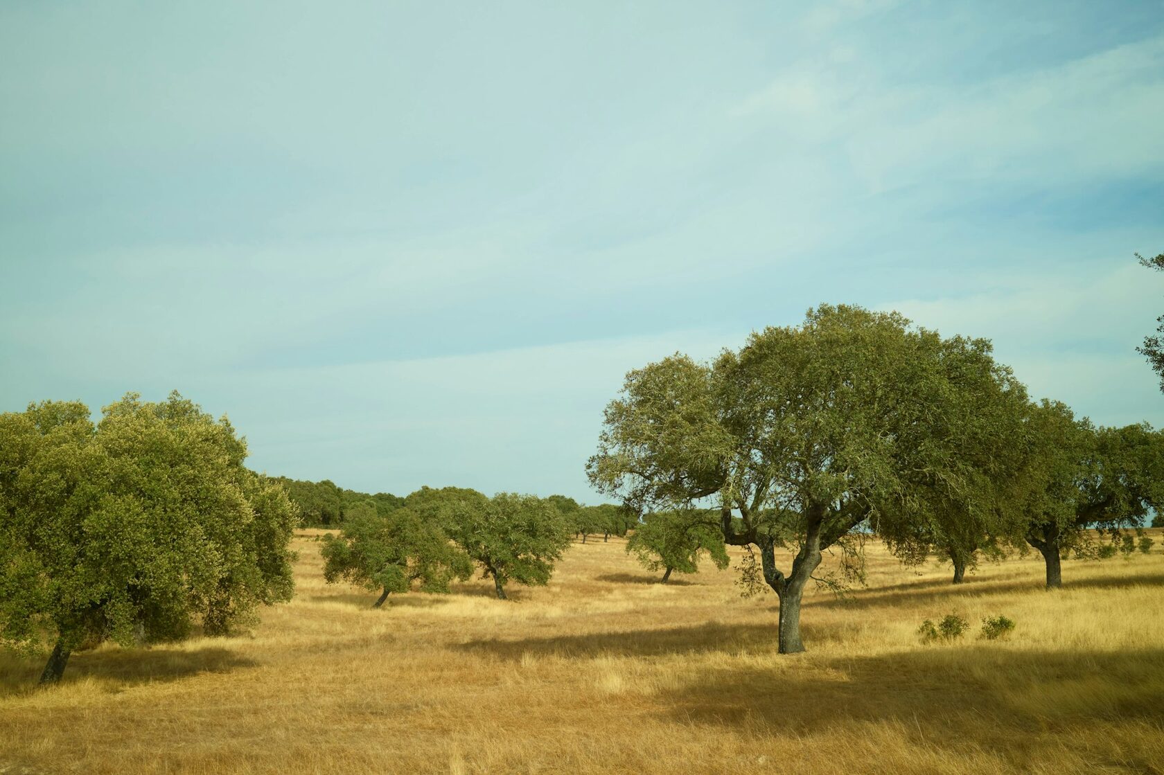 A field of spring wildflowers beneath a lone cork oak in the Alentejo