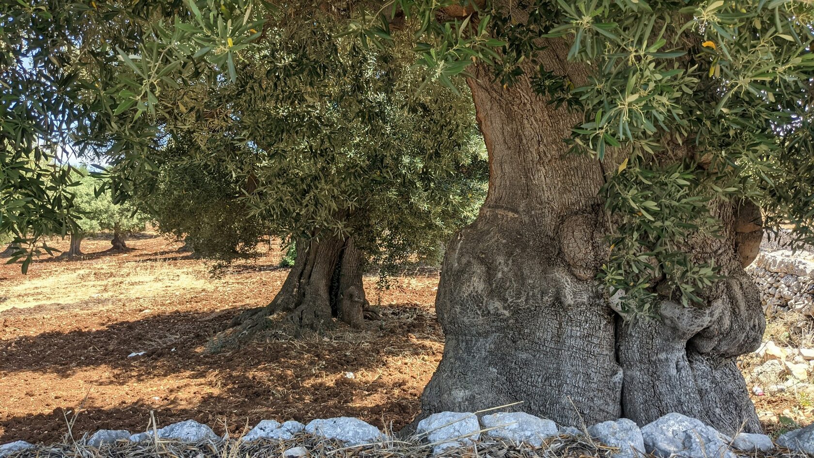 Olive harvest in Puglia