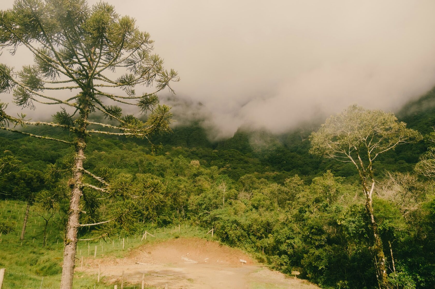 Rainforest and rhythms of Brazil
