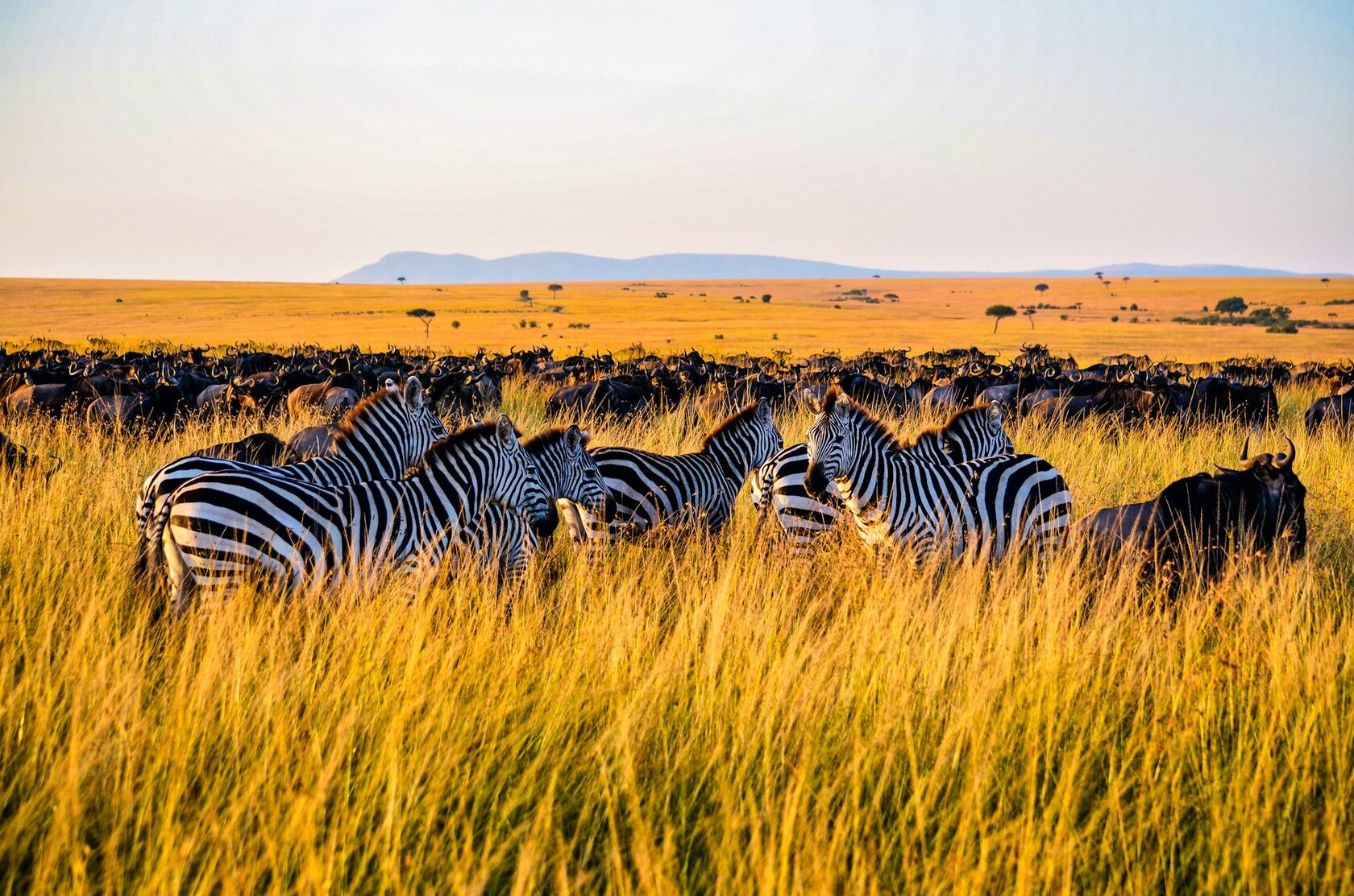 Kenya safari