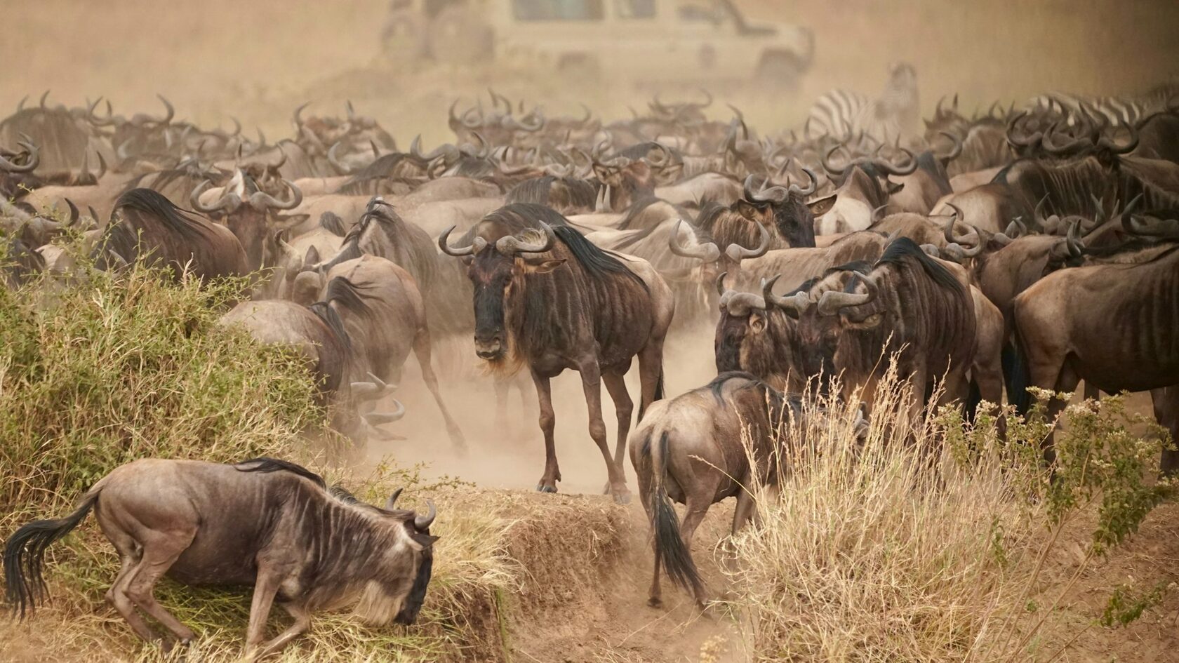 Wildebeest herds crossing the Serengeti plains