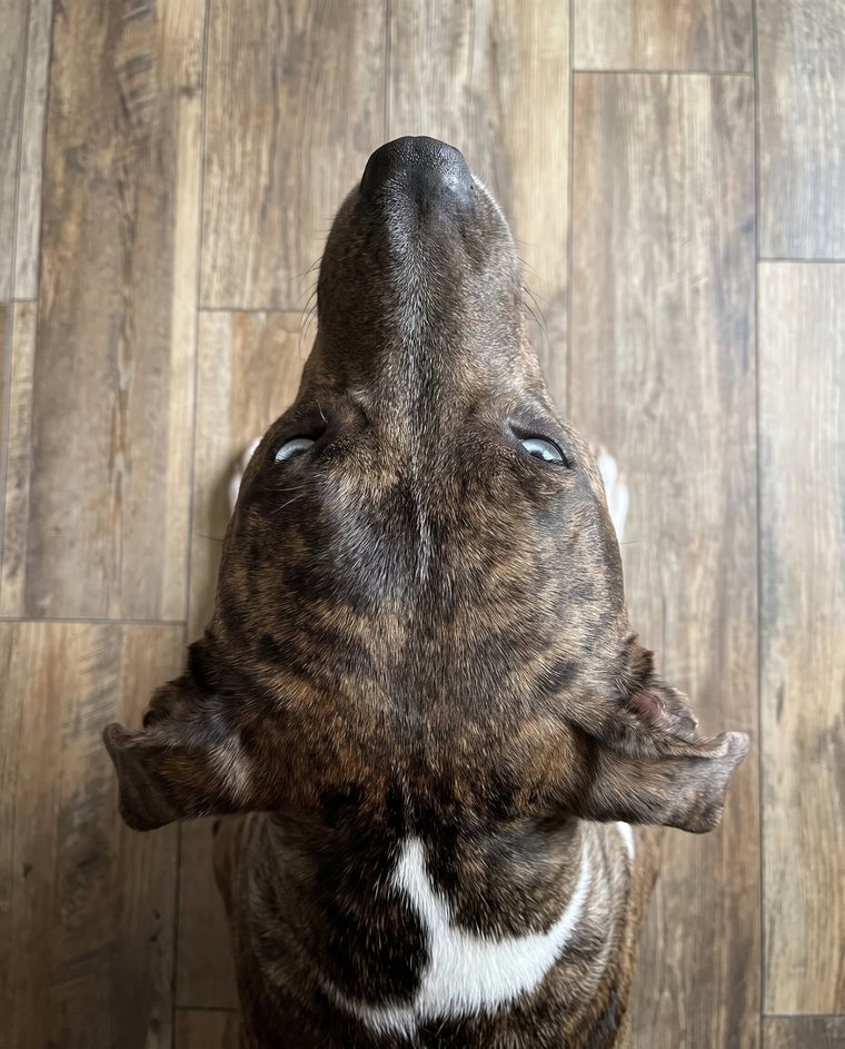 Dog photographed from above