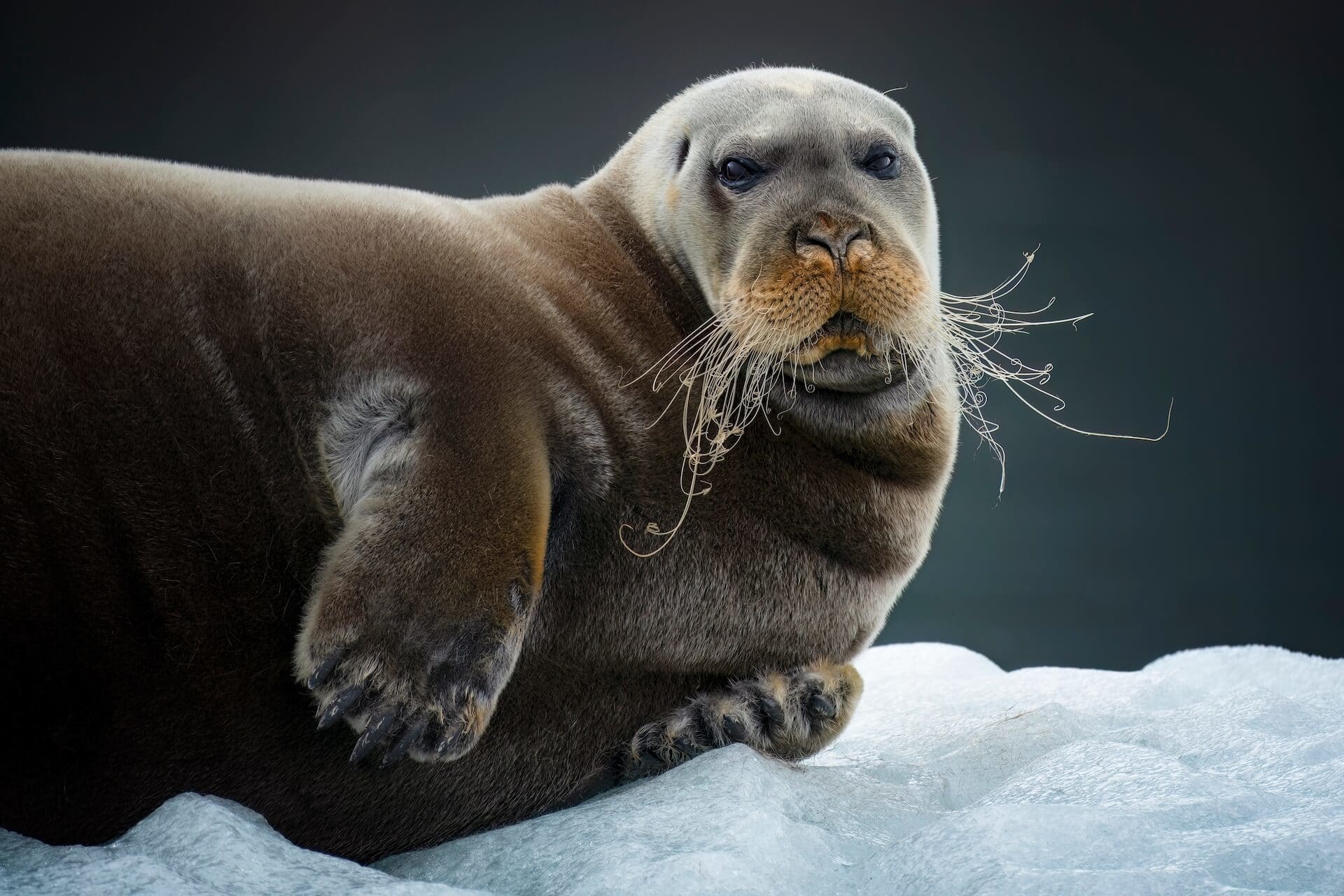 Foca barbuda tumbada sobre un bloque de hielo, mirando a cámara