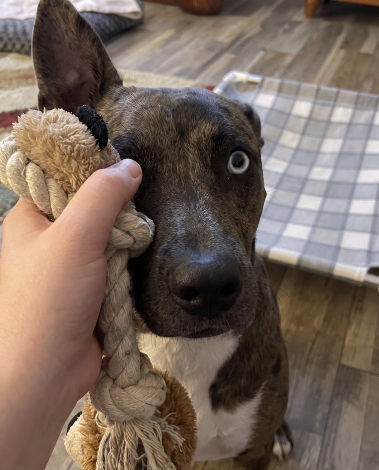 Dog face partly covered by a hand and a toy
