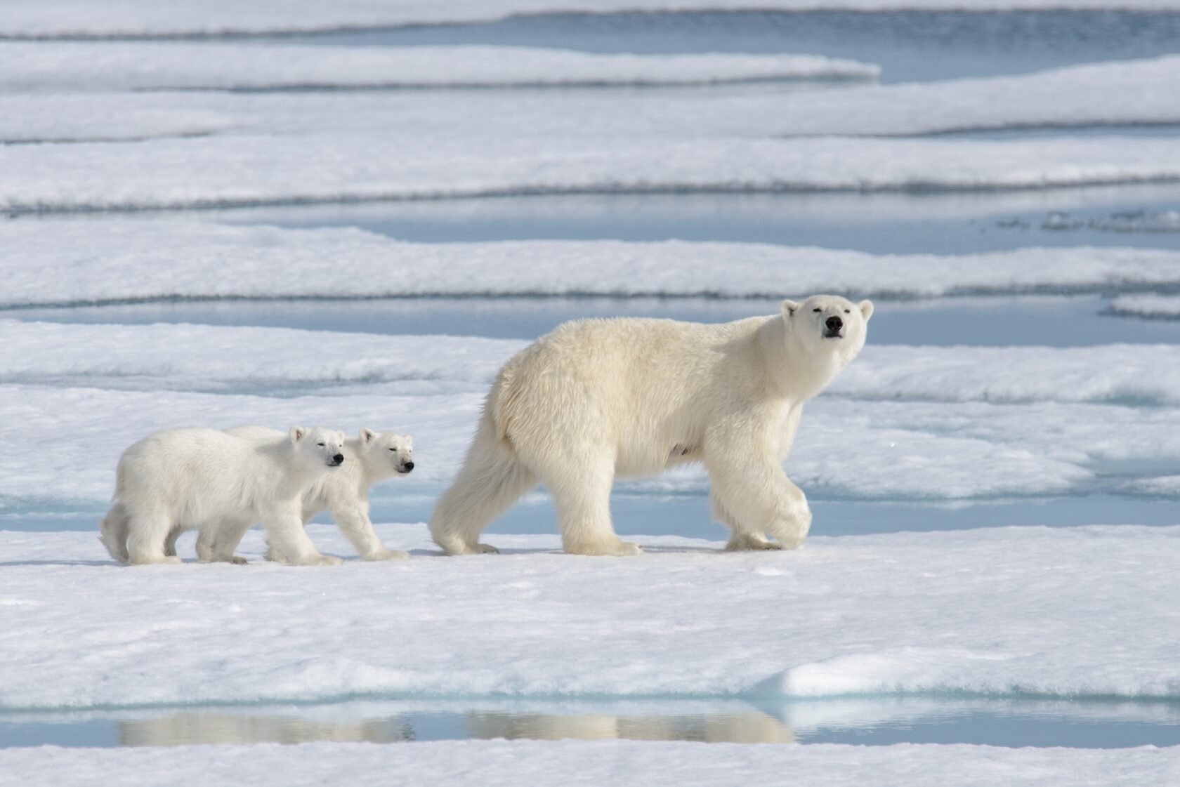 Osa polar con dos crías caminando sobre el hielo marino