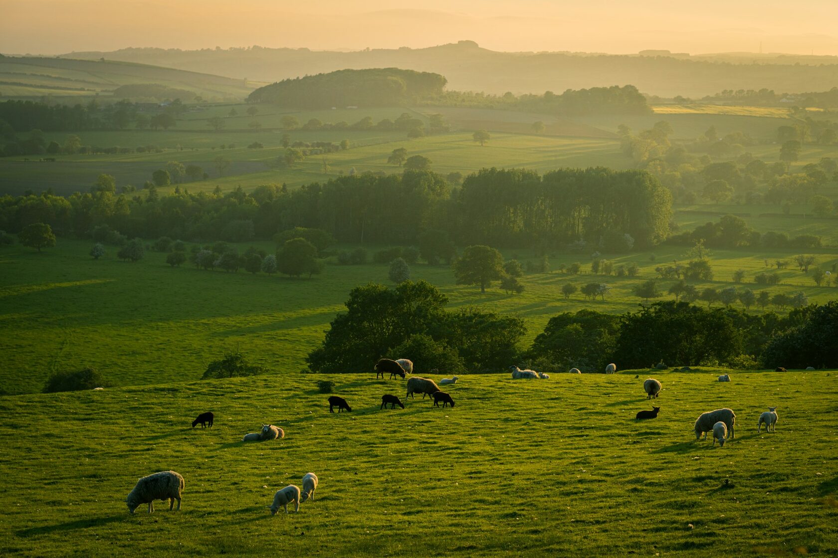 A black-and-white border collie herding sheep across a green mountainside.