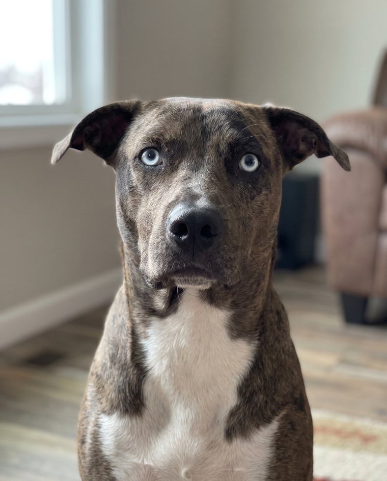 A sharp eye level photo of a dog in soft daylight