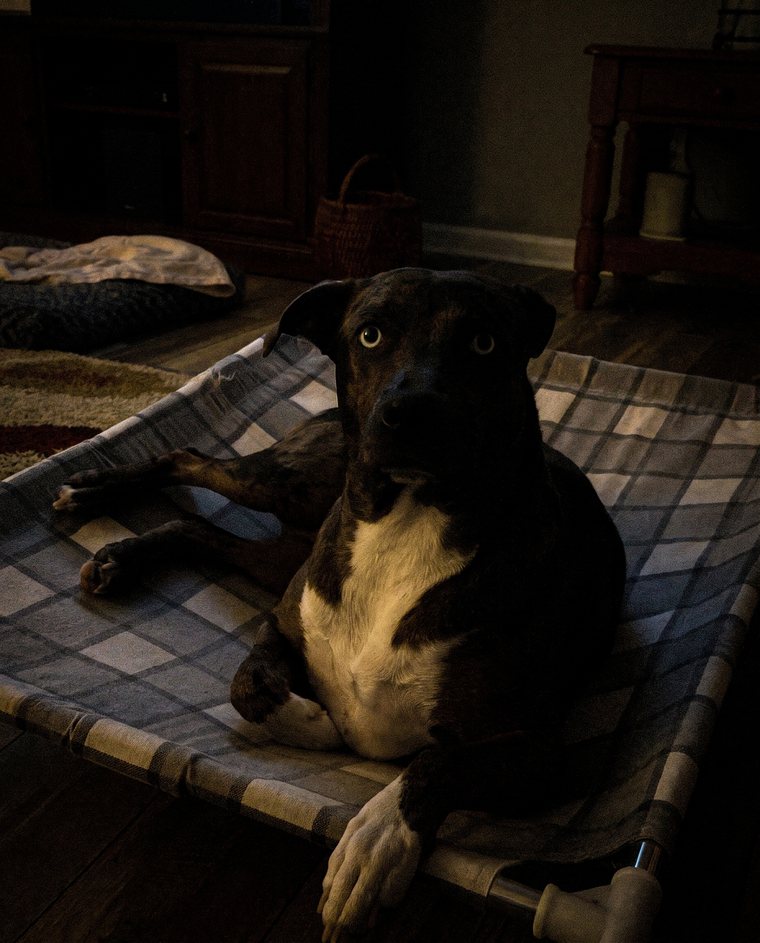 Dark photo of a dog