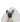 Französische Bulldogge