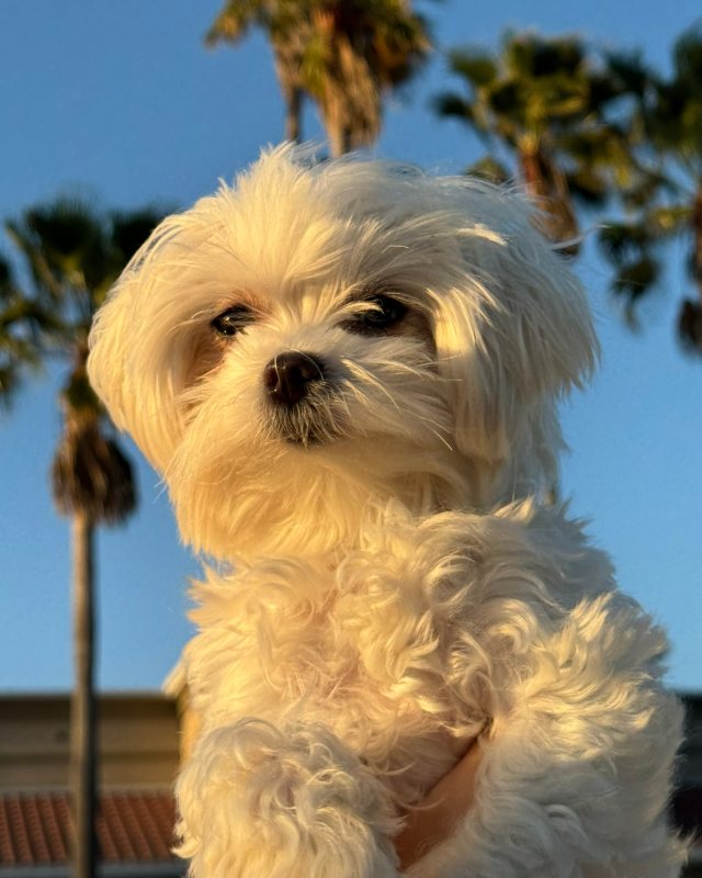 FullScreenFix shop dog