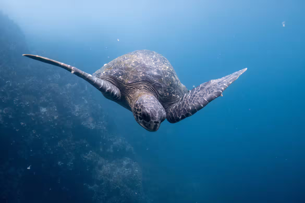 Tortuga marina nadando en aguas azules de las islas Galápagos
