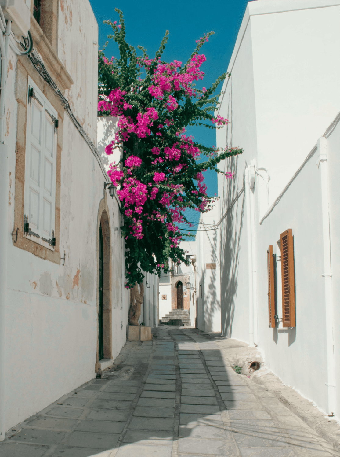 Bougainvillea