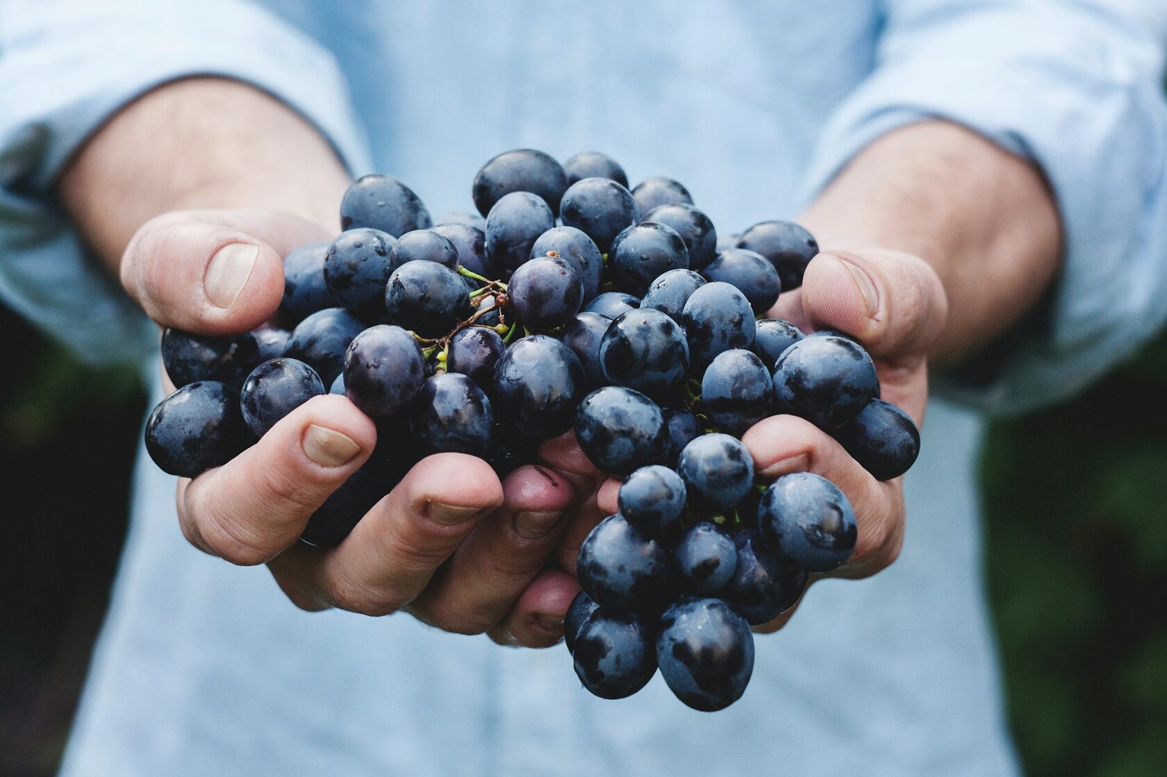 Hands holding a bunch of dark grapes during harvest on the Douro terraces