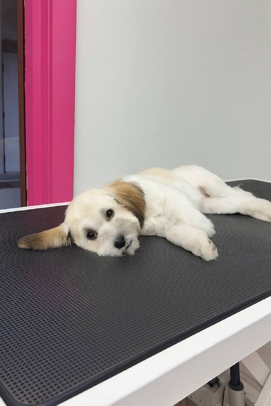 Professional dog grooming session at Pink Bone salon