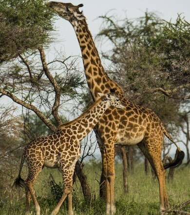 слоны в Масаи Мара