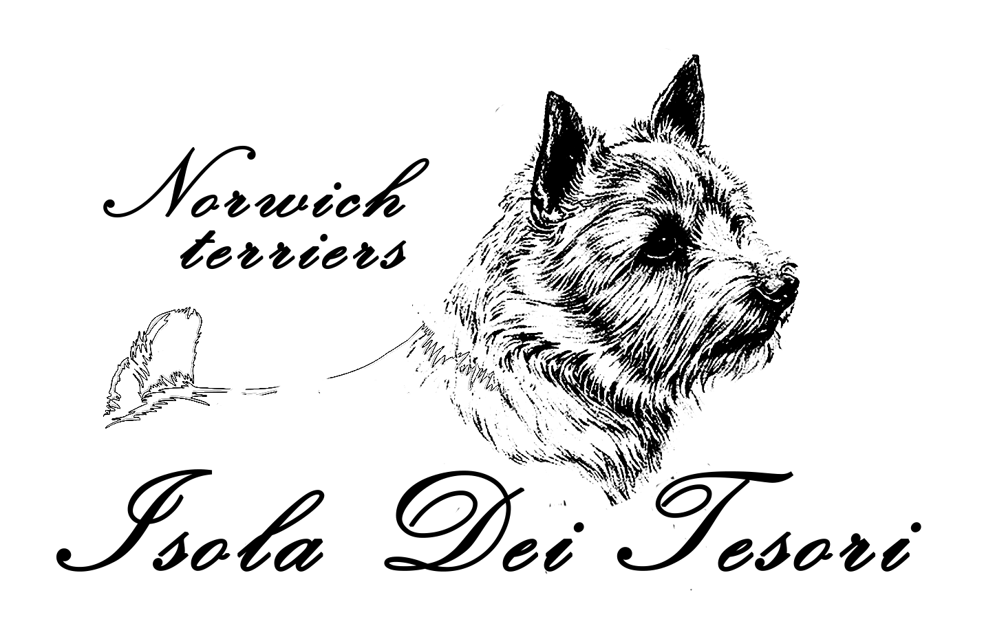  Kennel&nbsp;"ISOLA DEI TESORI" Norwich terrier