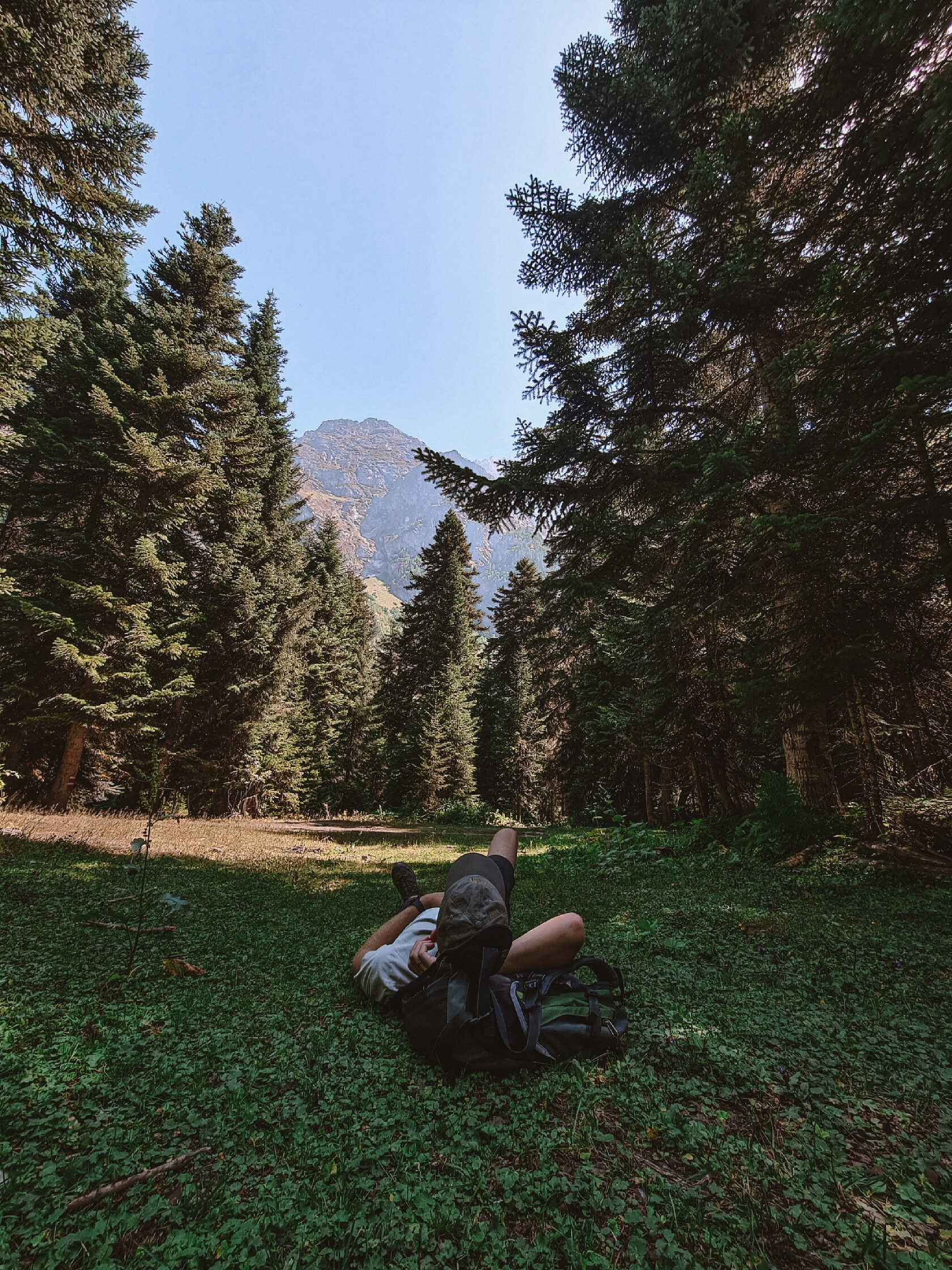 A forest clearing with a view of the mountains