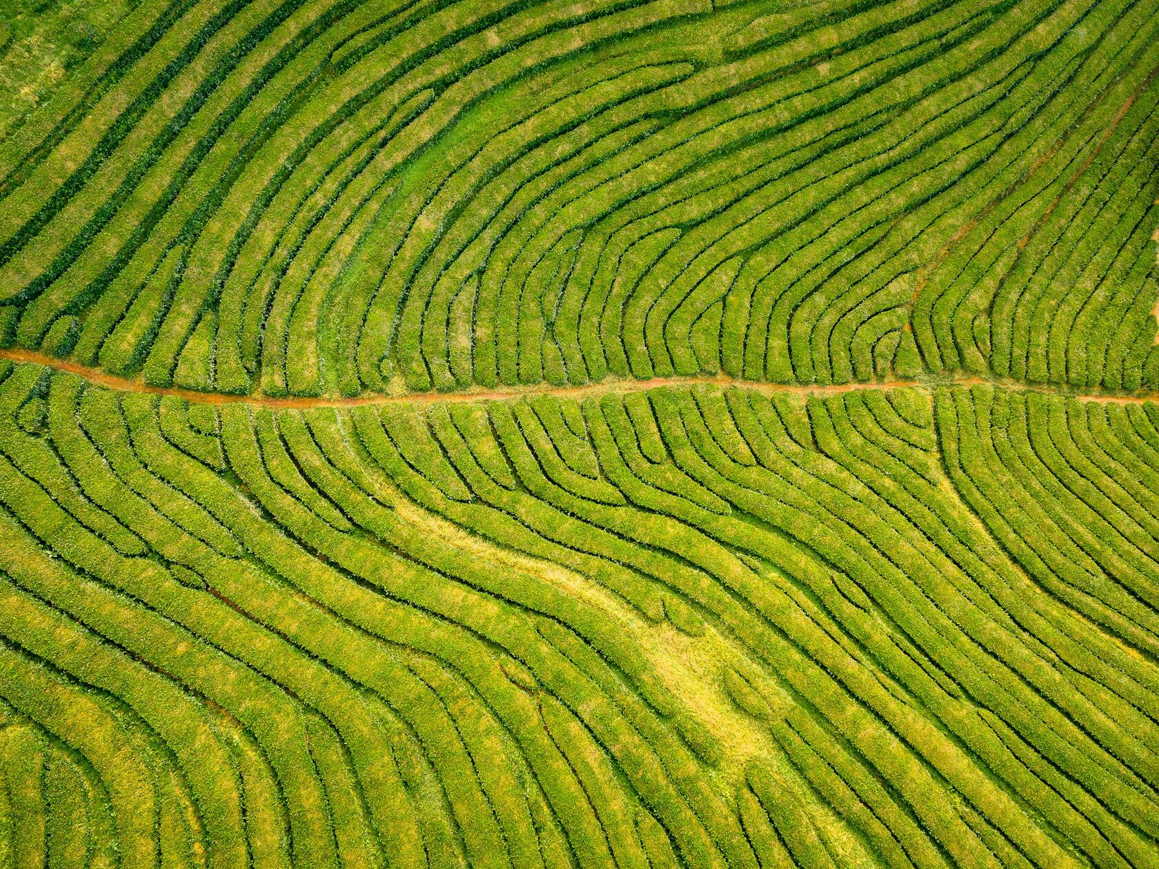 Green tea terraces at Gorreana rolling down toward the Atlantic on São Miguel