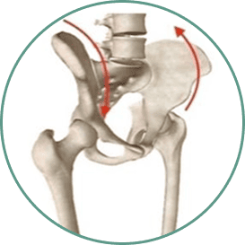 Articulación de la cadera