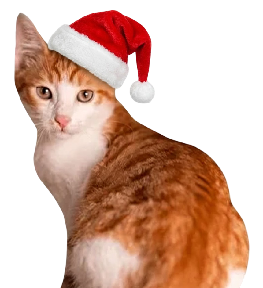 Cat with Christmas hat