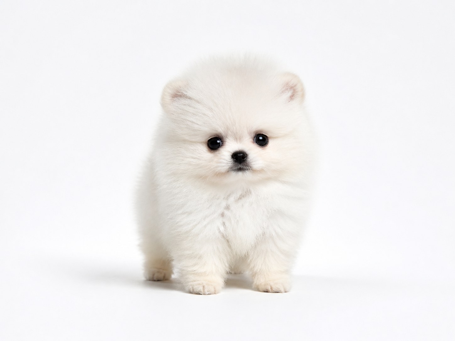 Pomeranian puppy
