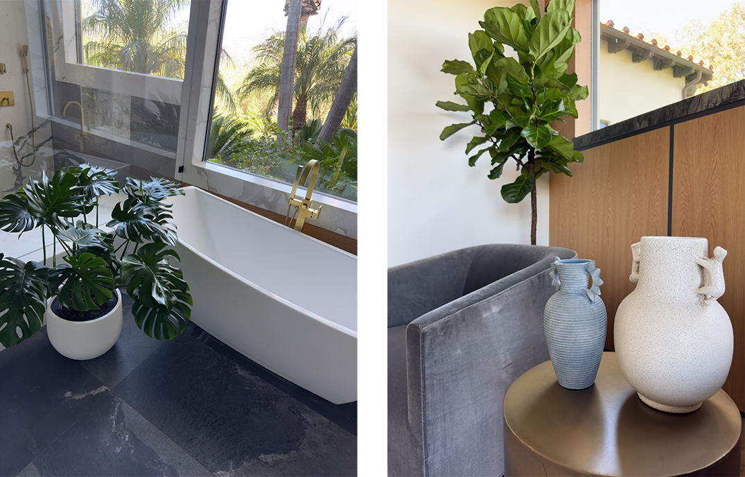 Indoor plants in a private home in Rancho Santa Fe