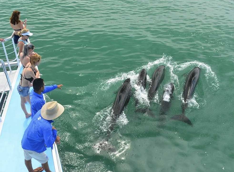 Pasajeros de un catamarán observando una manada de delfines junto al barco