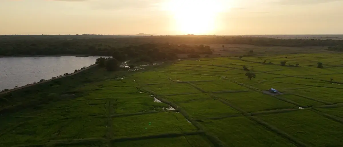 The tank and paddy fields near Punanai at sunset, seen from the air.