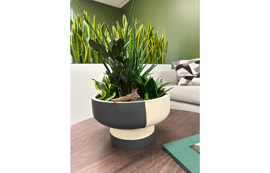 buy french tarragon plants Bonnie Plants French Tarragon