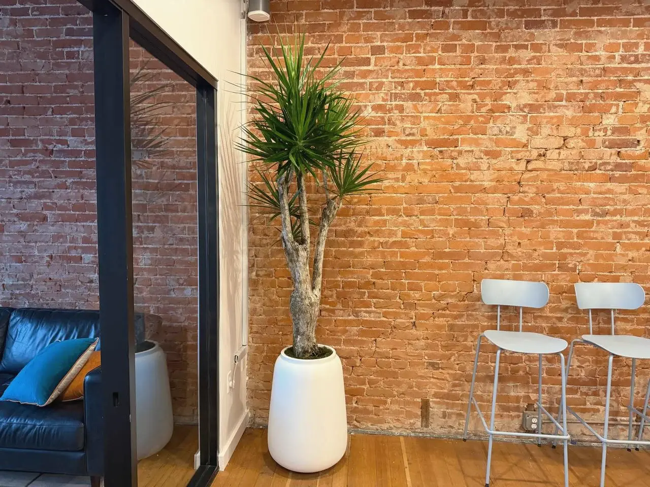 Yucca against an exposed brick wall