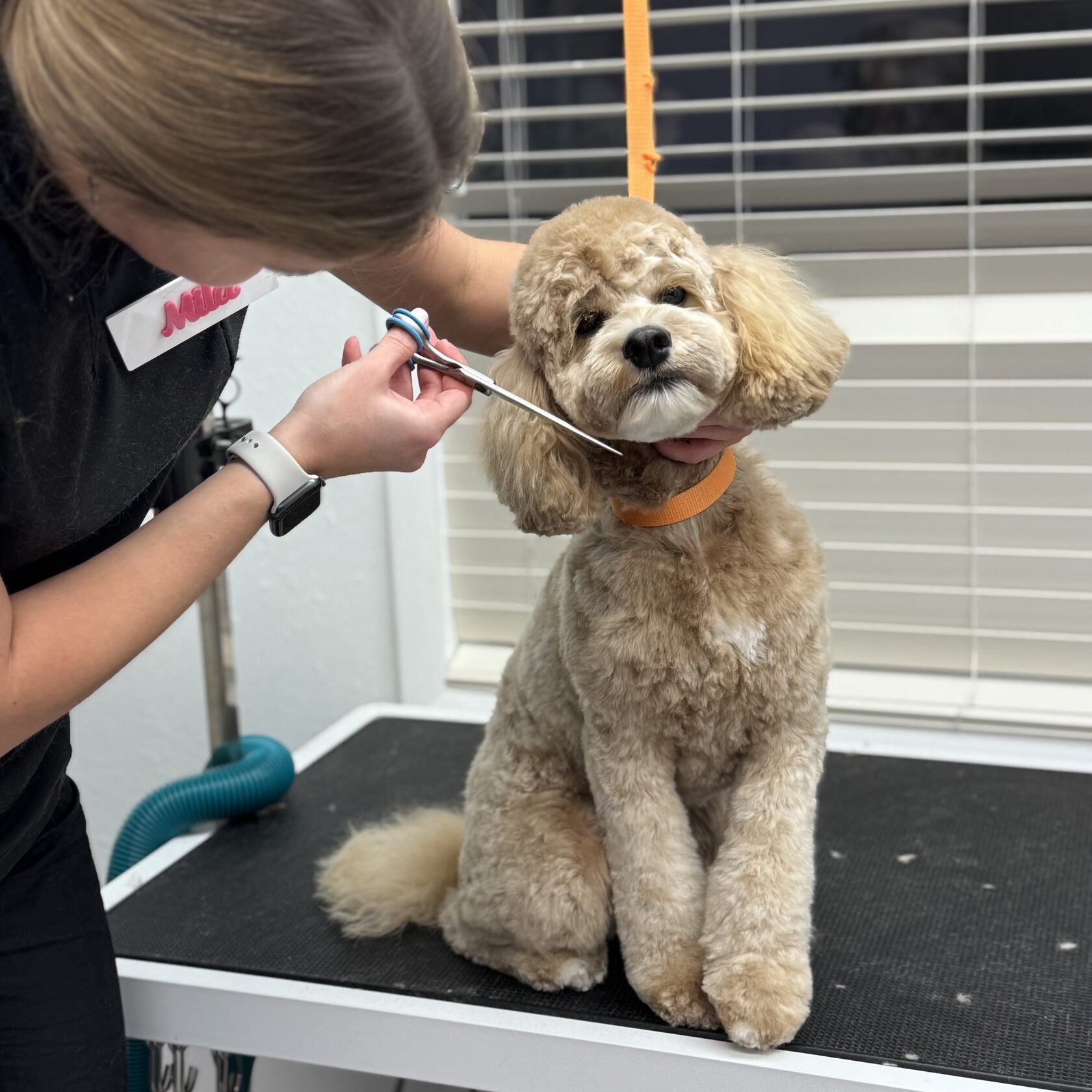 Dog receiving a careful trim at Pink Bone