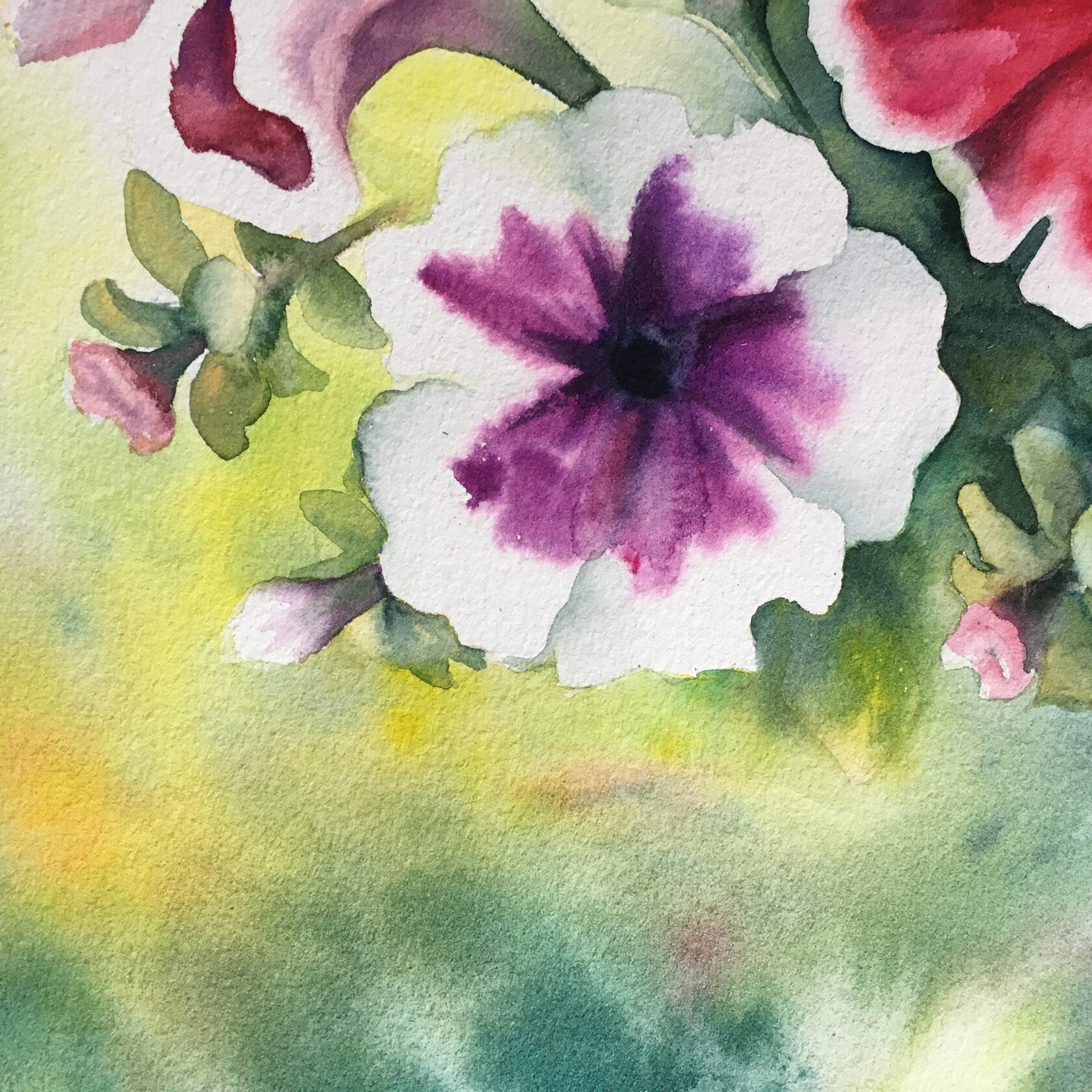 Petunia flowers Watercolor Painting
