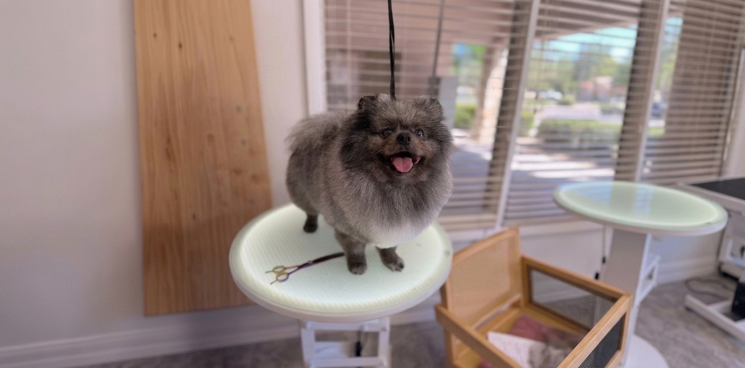 Professional dog grooming — brushing and coat care at Pink Bone salon