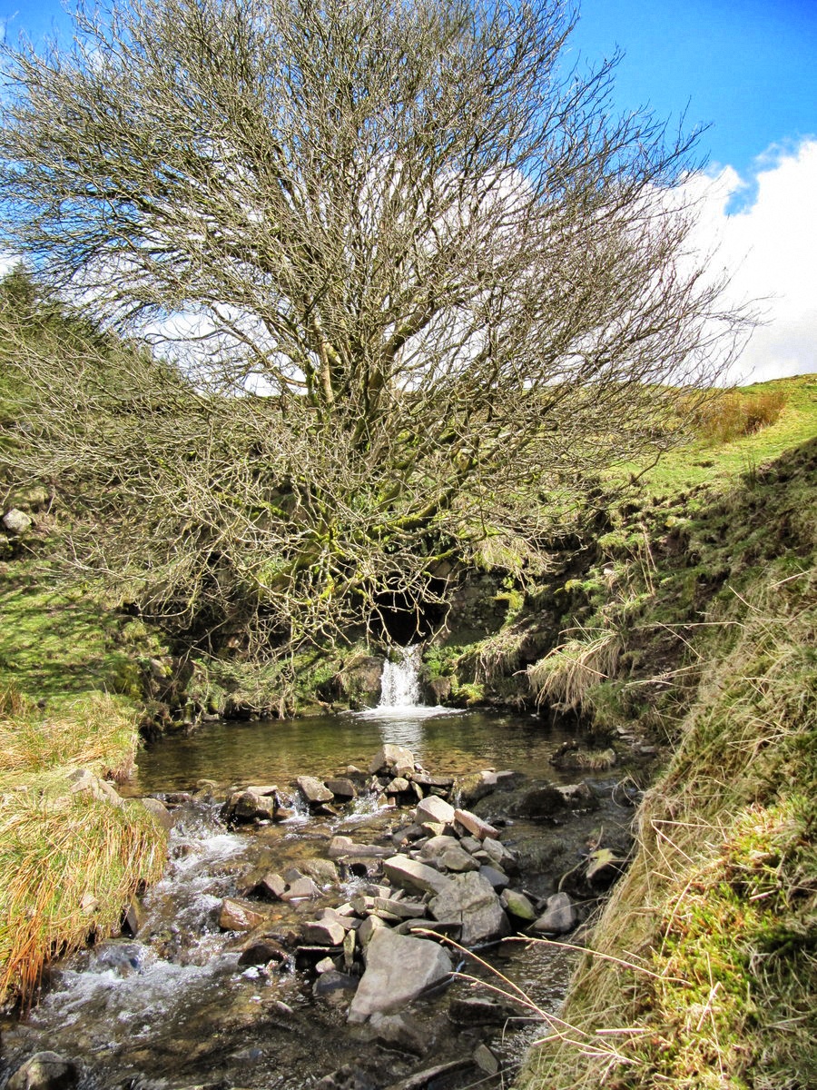 Trees and stream in Wales