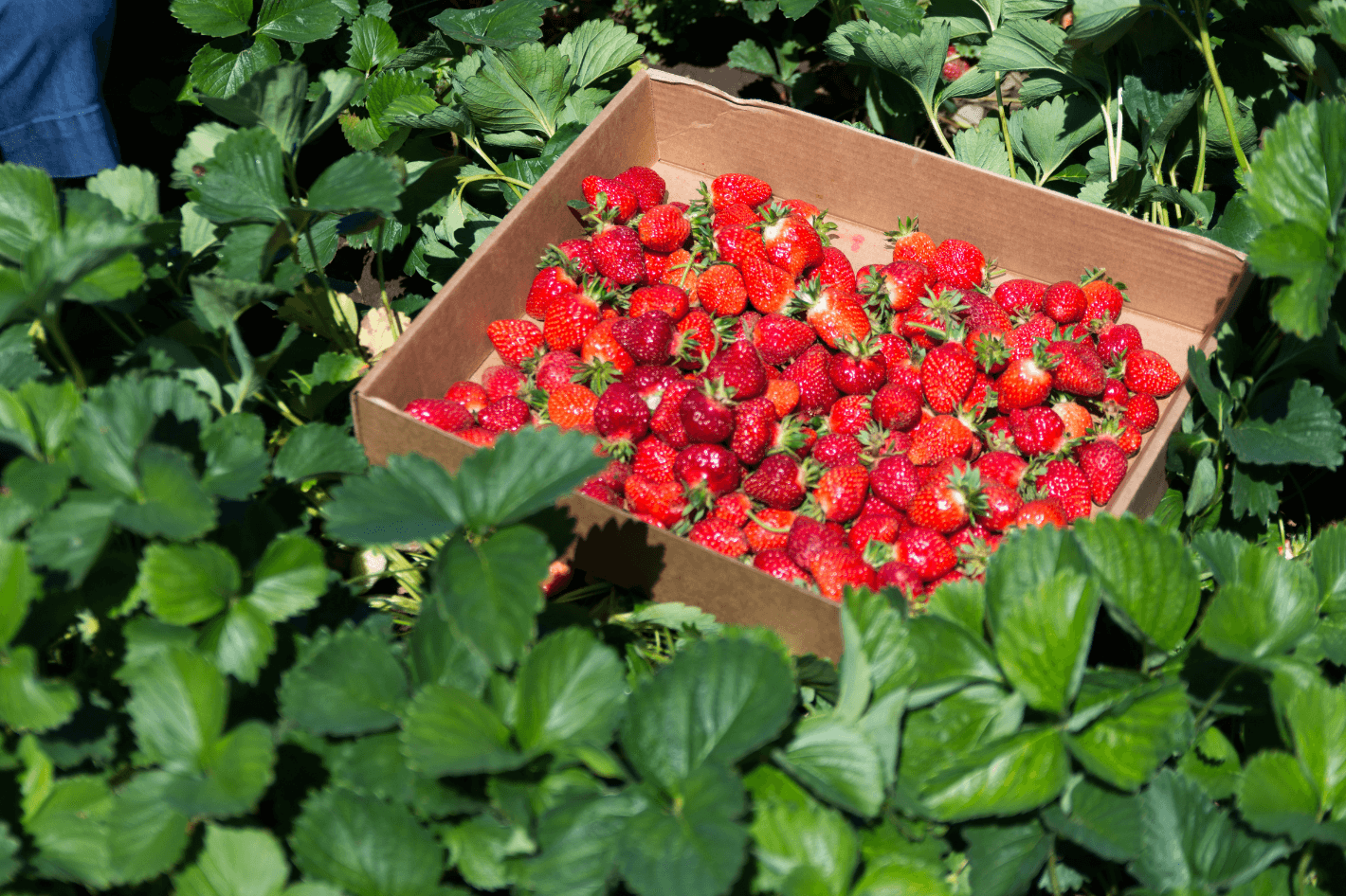 Учиться в вузах Чехии можно не только на чешском языке, но и на английском. Правда, в этом случае обучение будет уже платным. В этой статье мы расскажем о самых популярных программах и приблизительных ценах на обучение.