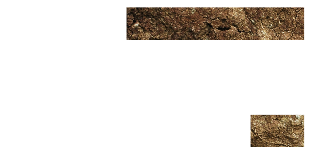 Company name