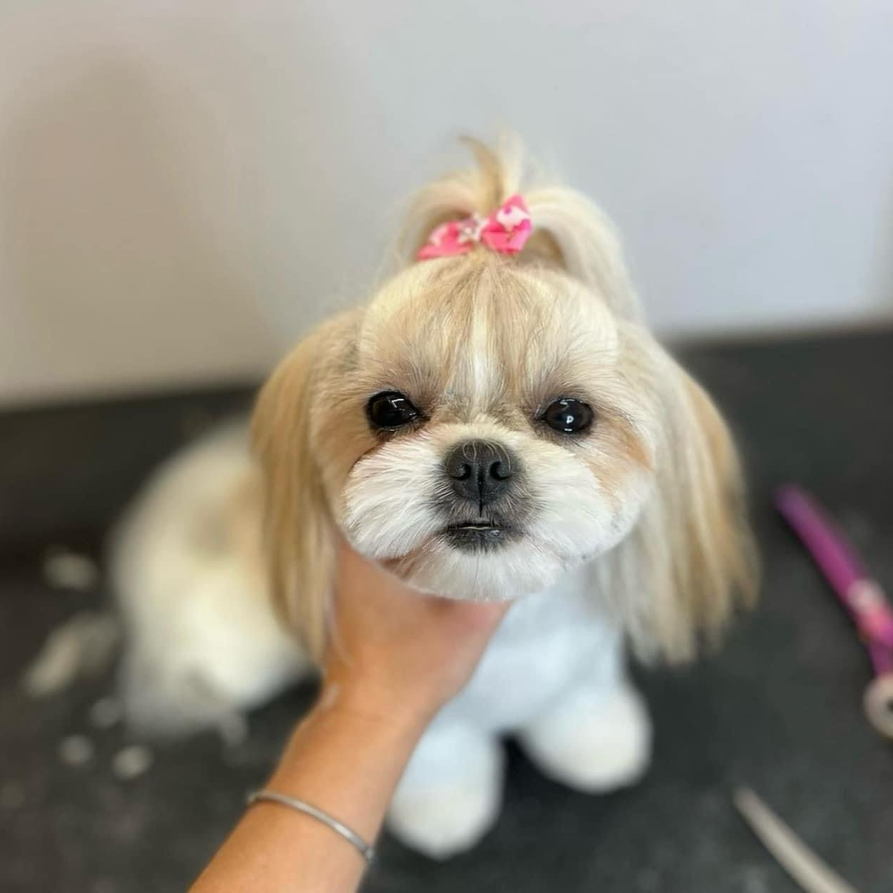 Shih Tzu after grooming with a pink bow