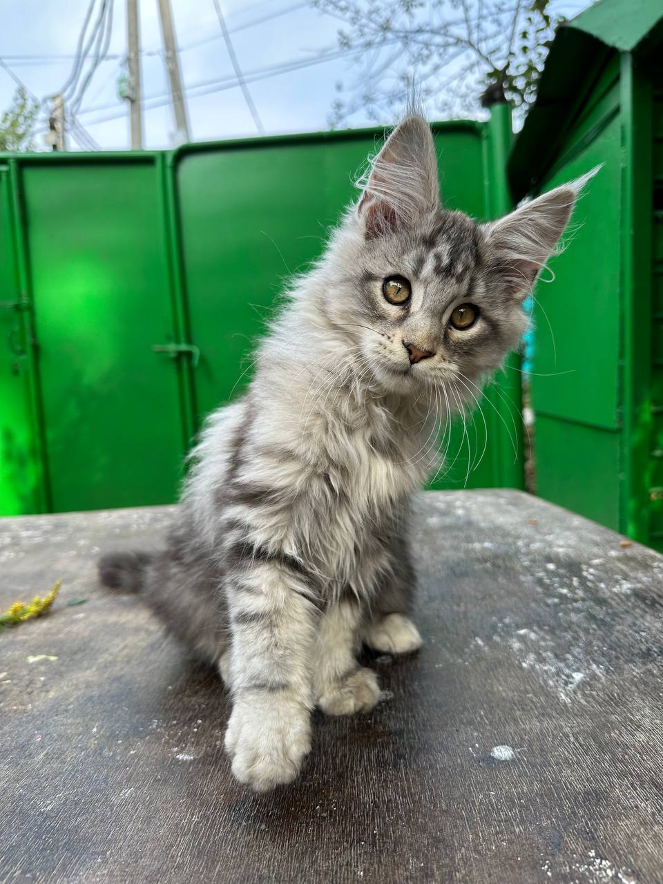 котята мейнкун Алматы